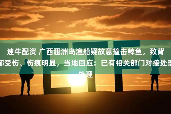 速牛配资 广西涠洲岛渔船疑故意撞击鲸鱼，致背部受伤、伤痕明显，当地回应：已有相关部门对接处理